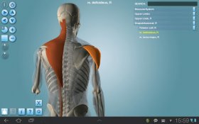 Anatomy 3D - Anatronica - детальная демонстрация опорно-двигательного аппарата